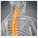 Thoraric Spine